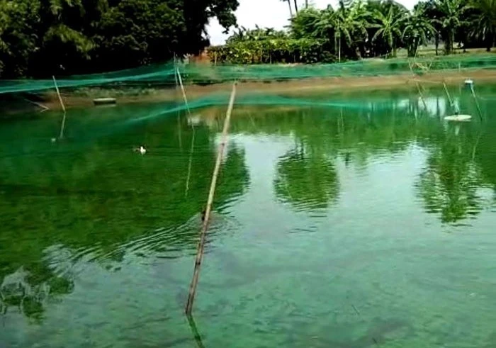 আদমদীঘিতে শ্বশুরবাড়িতে পুকুরে বিদ্যুৎস্পৃষ্ট হয়ে জামাইয়ের মৃত্যু, আহত ৭